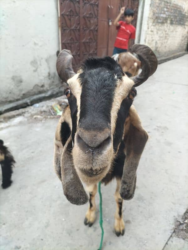 nachi bakri dancer breed heavey double bone 12