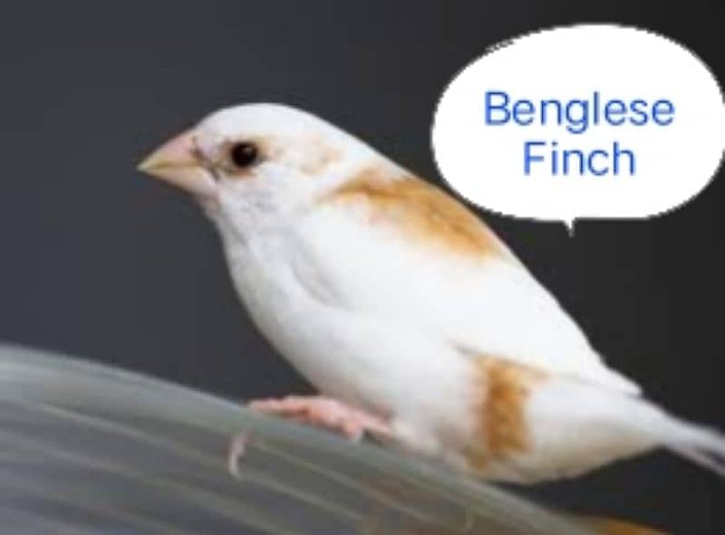 Exotic Finches 2