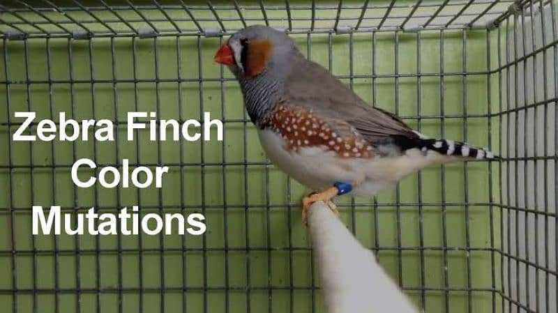 Exotic Finches 4