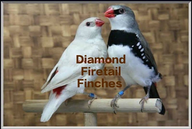 Exotic Finches 7