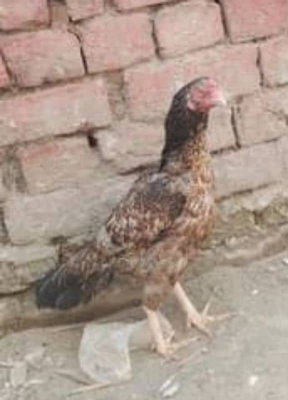 Pure Assel Egg Laying Hens For sale 0