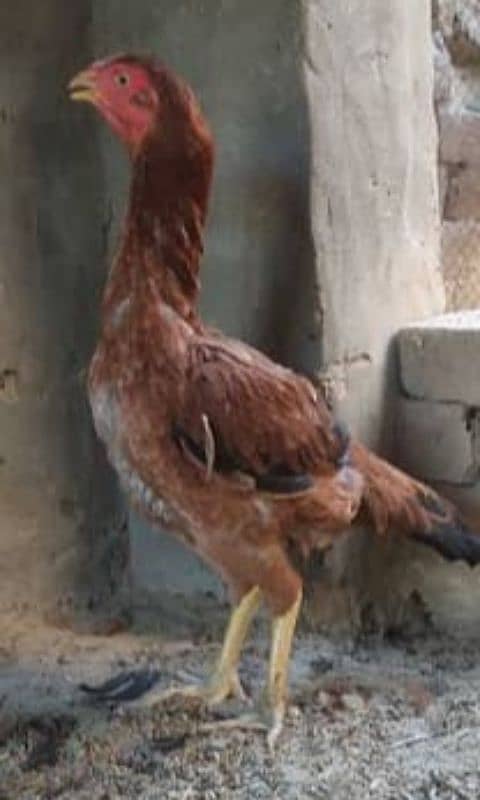 Pure Assel Egg Laying Hens For sale 2