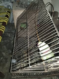 raw parrot breeder pair