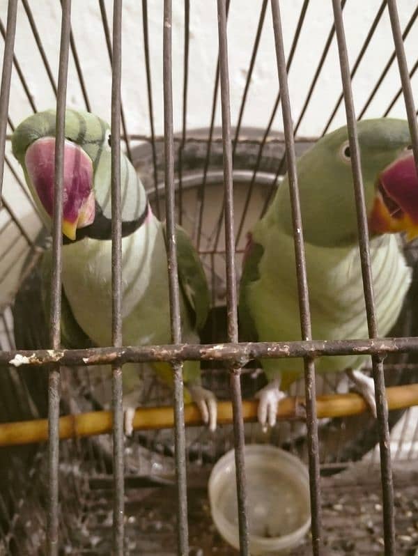 raw parrot breeder pair 3