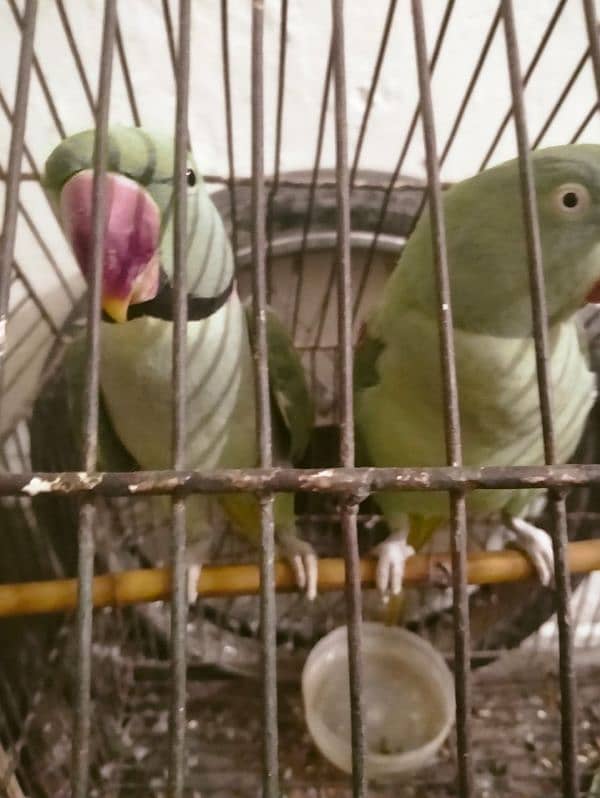 raw parrot breeder pair 4