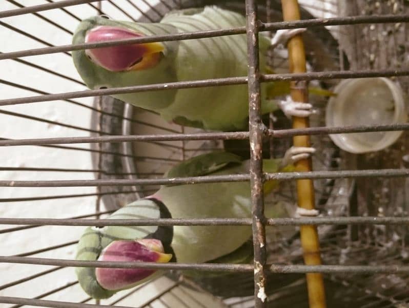 raw parrot breeder pair 5