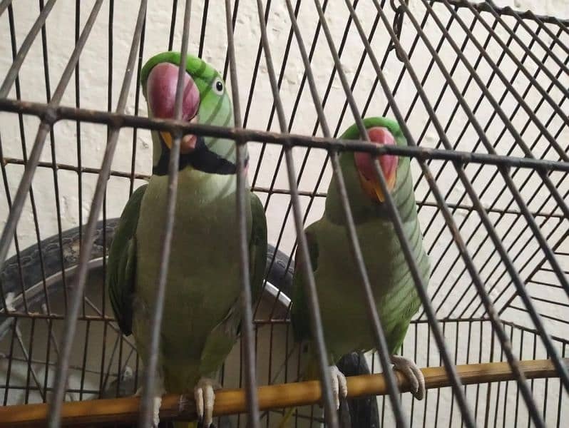 raw parrot breeder pair 6