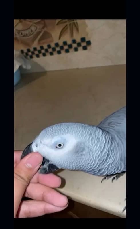 African Grey Parrot 2