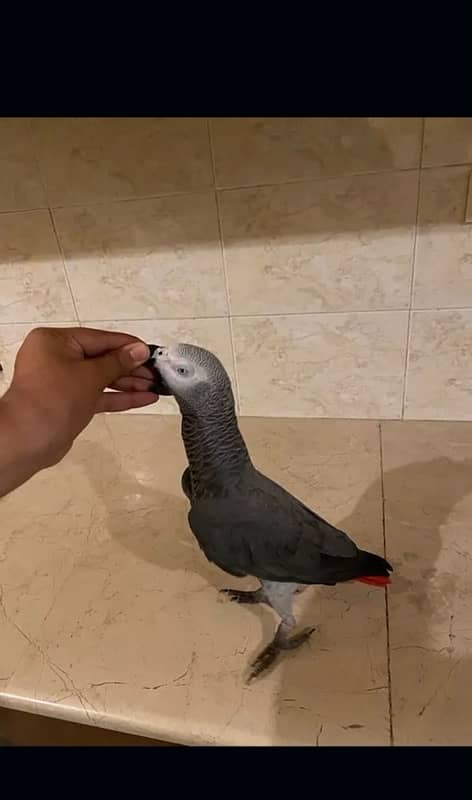 African Grey Parrot 4