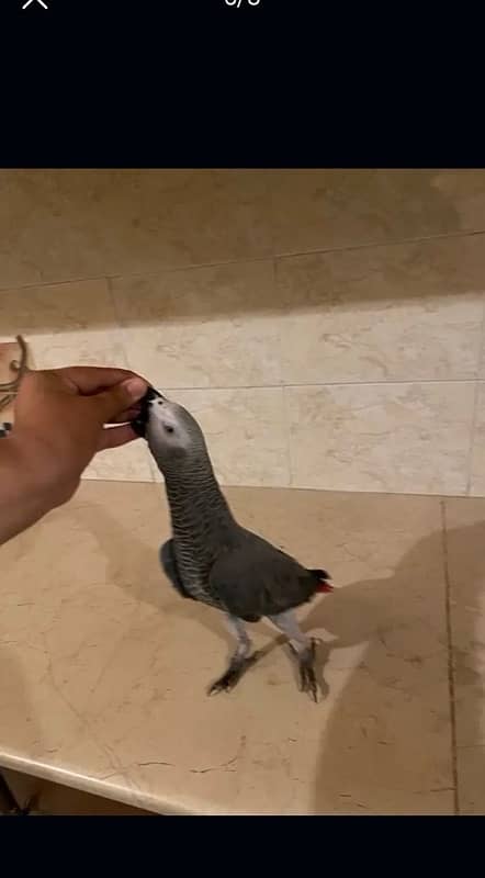 African Grey Parrot 5