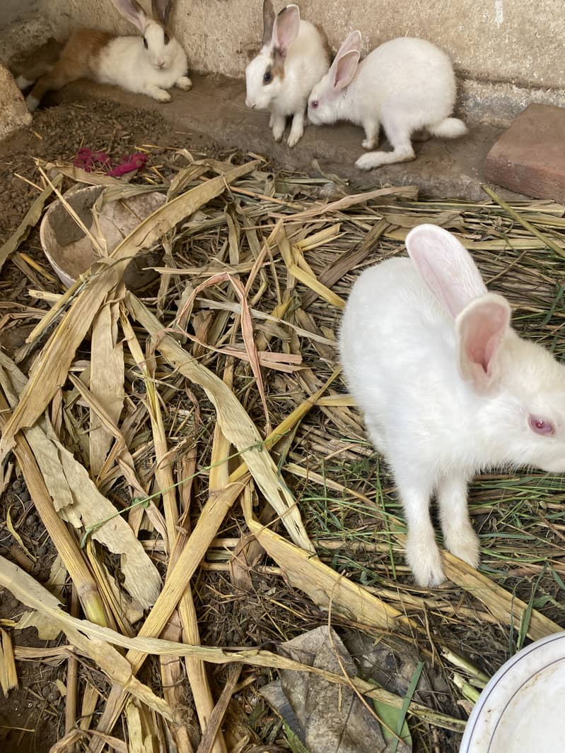 Desi Rabbits Breeder Pair Available 0