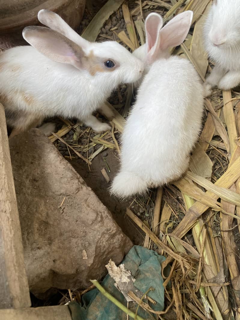 Desi Rabbits Breeder Pair Available 1