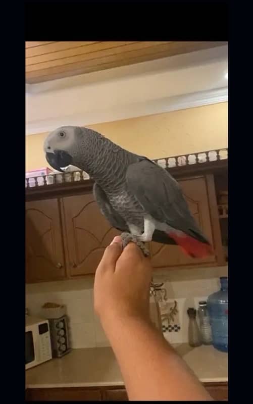 African grey parrot 0