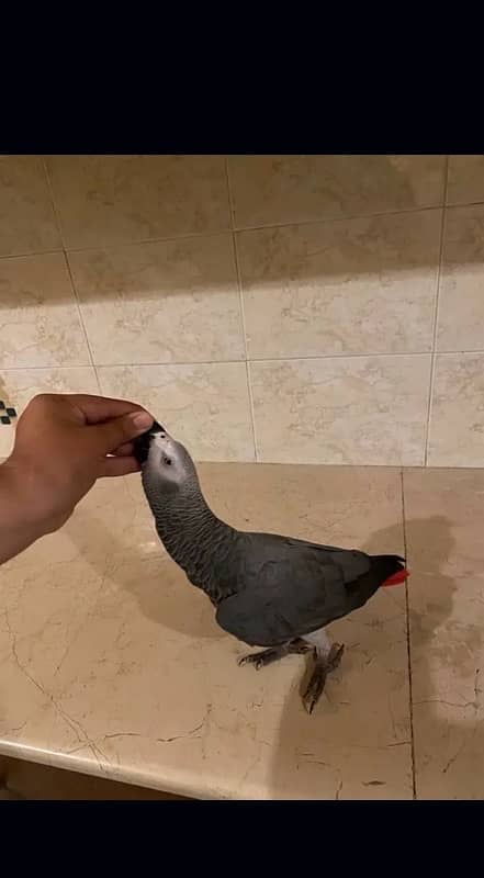 African grey parrot 3