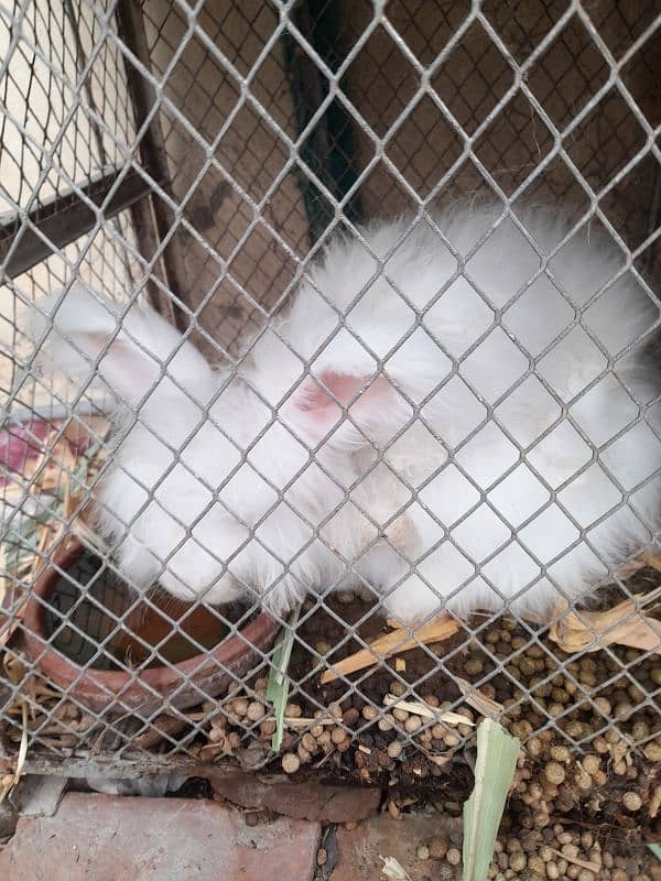 rabbits English angora breader female 0