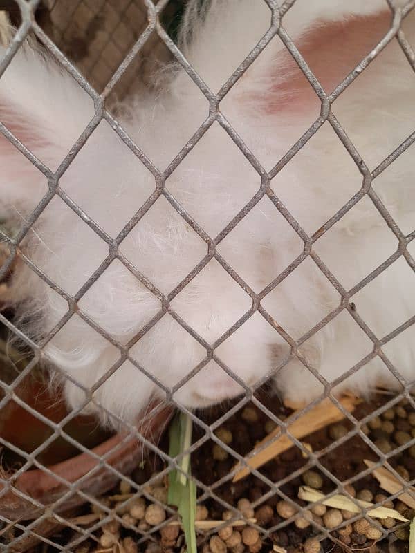 rabbits English angora breader female 1