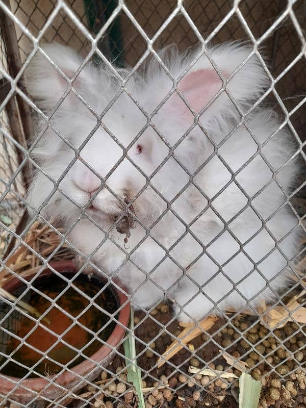 rabbits English angora breader female 2