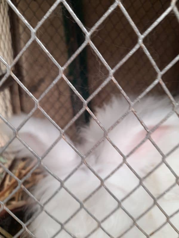 rabbits English angora breader female 3