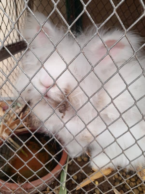 rabbits English angora breader female 4