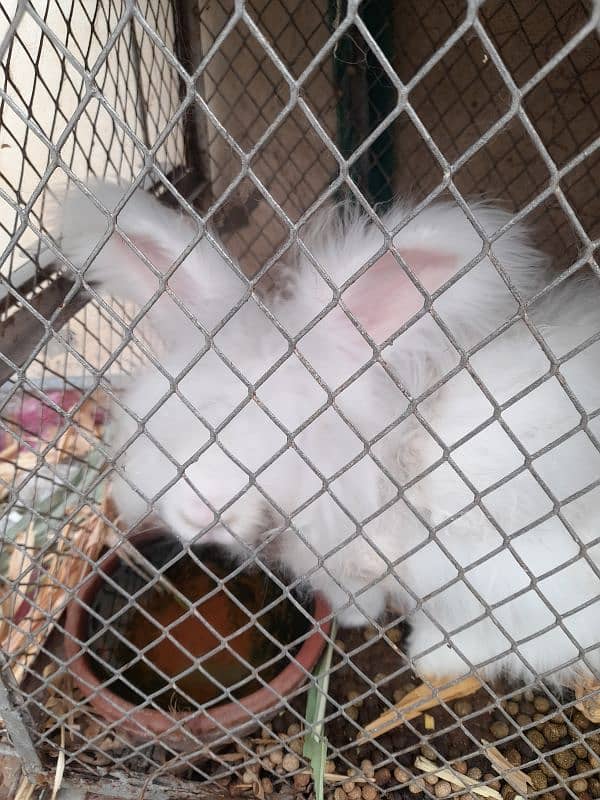 rabbits English angora breader female 5