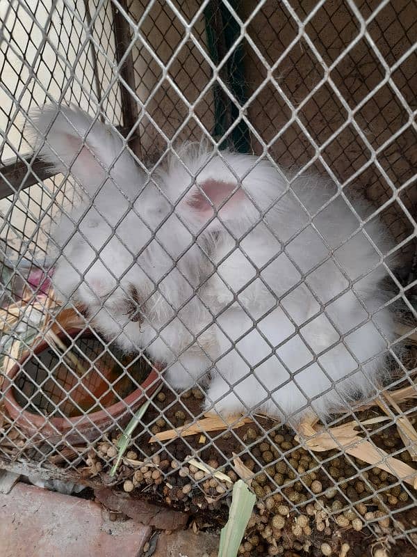 rabbits English angora breader female 6