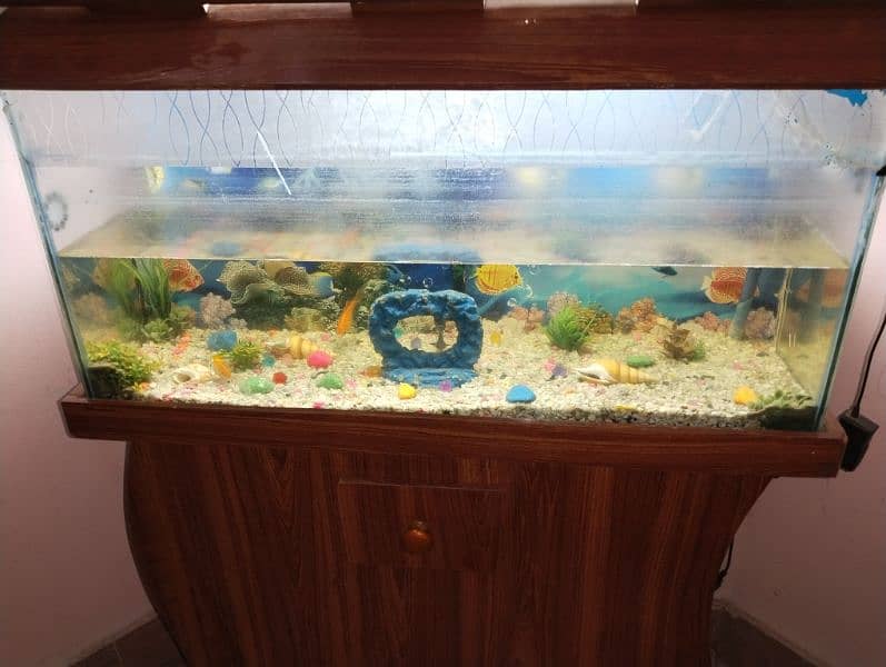 aquarium and fishes for sale with All accessories 2