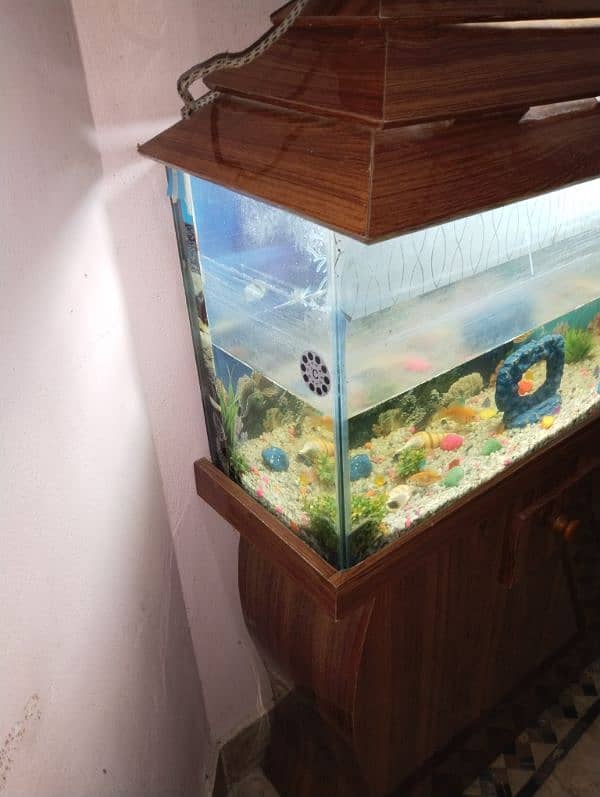 aquarium and fishes for sale with All accessories 5