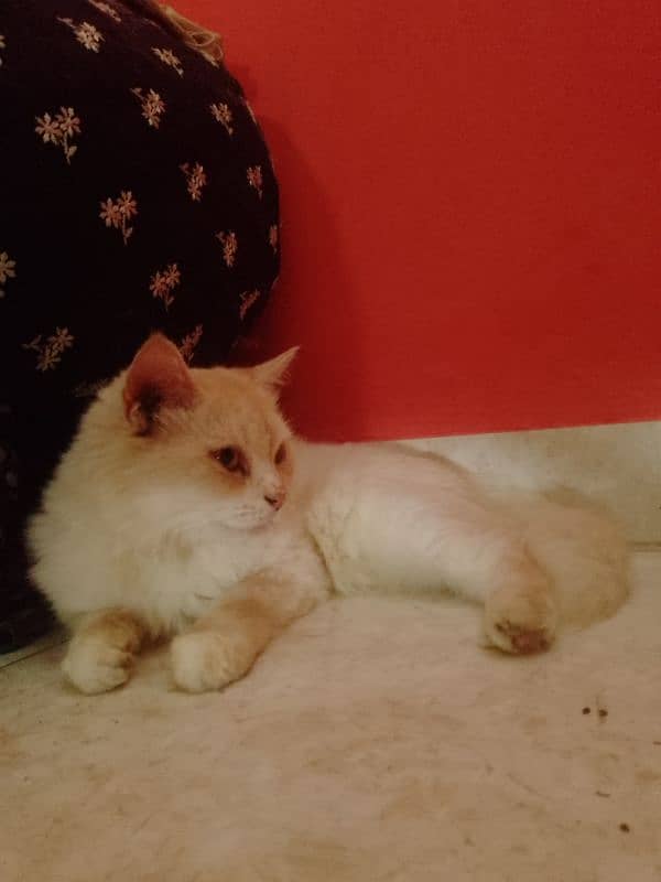 Persian female cat 3