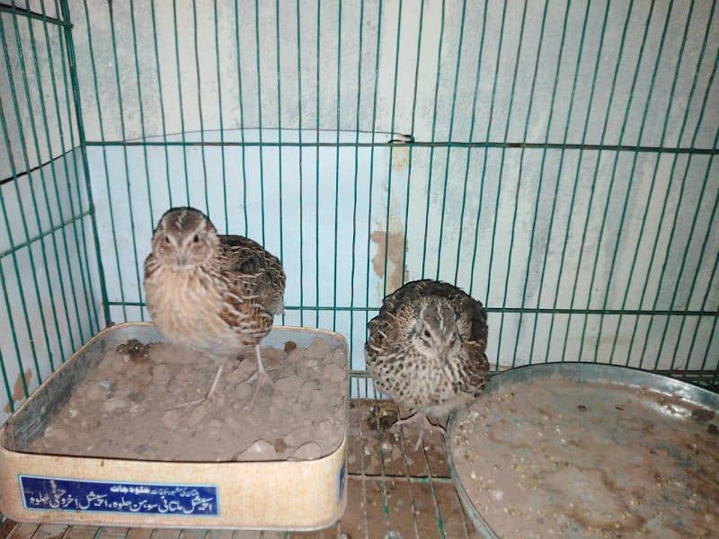 breeder pair of batair available high quality 0