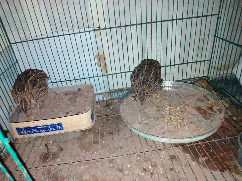 breeder pair of batair available high quality 1