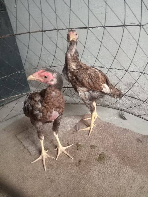 aseel chick's pair for sale 0