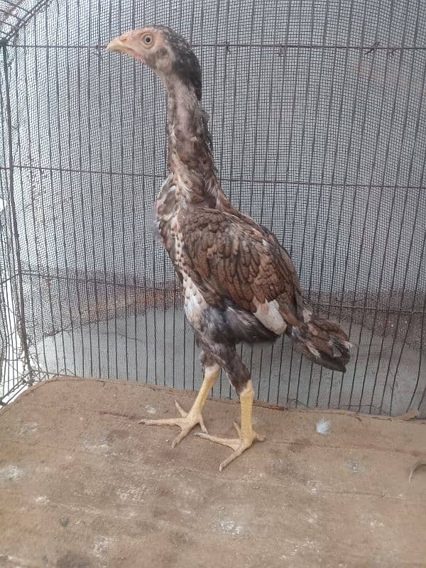 aseel chick's pair for sale 2