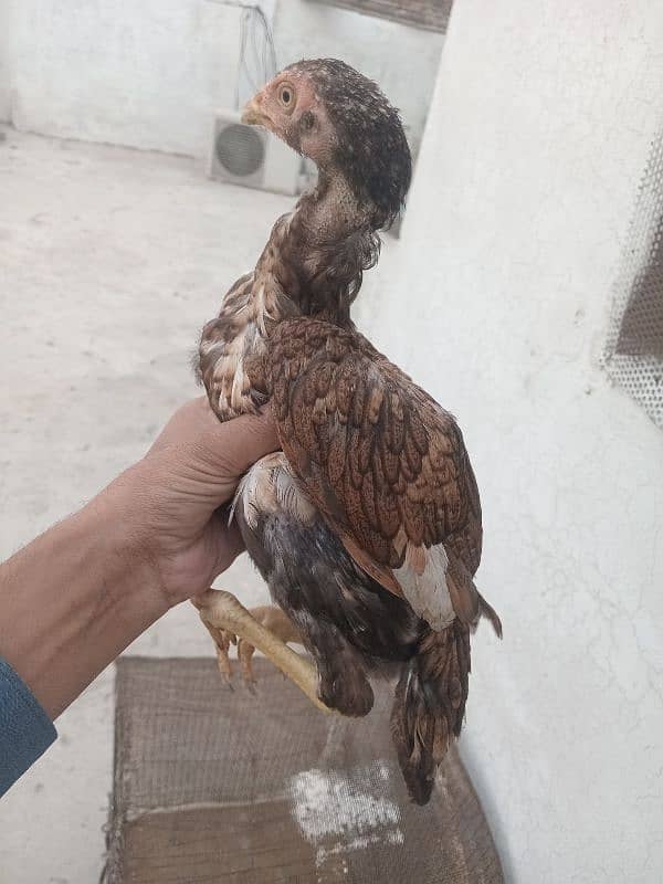 aseel chick's pair for sale 3