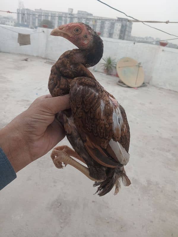 aseel chick's pair for sale 6