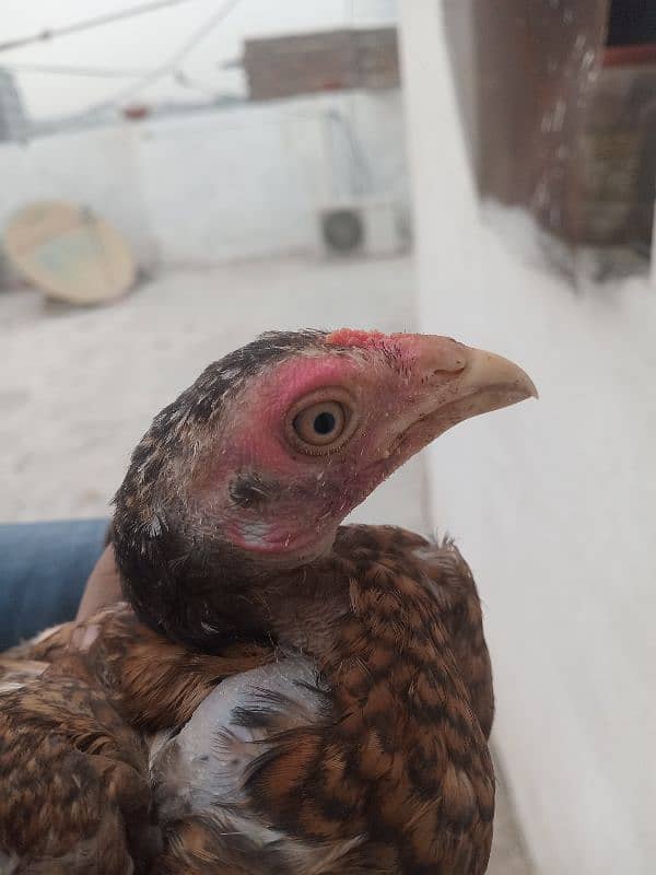 aseel chick's pair for sale 7