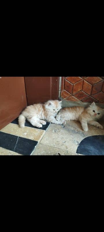 pure persian triple coated semi punch face kittens 0