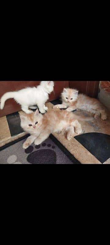 pure persian triple coated semi punch face kittens 1