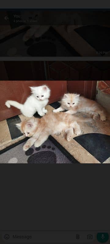 pure persian triple coated semi punch face kittens 2