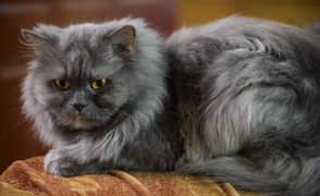 Gray Persian Cat