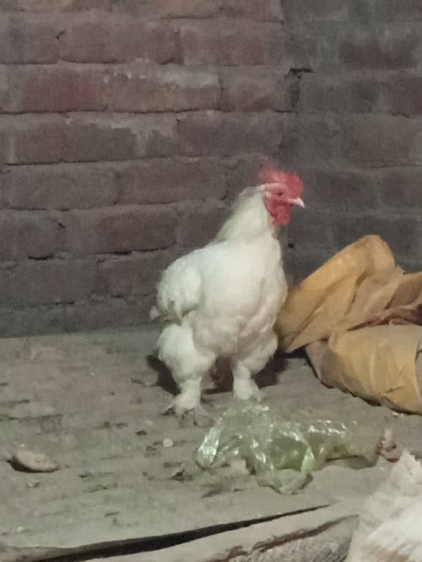 White Bantam male 1