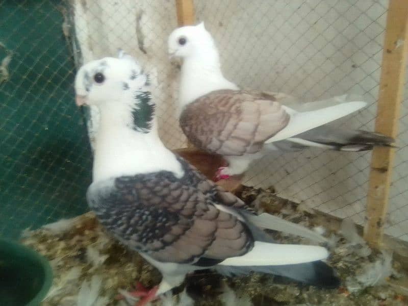 Mix pigeons satinet mukhi 0304-6522924 0