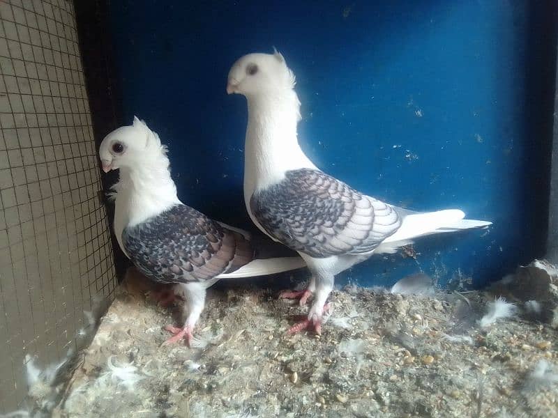 Mix pigeons satinet mukhi 0304-6522924 1