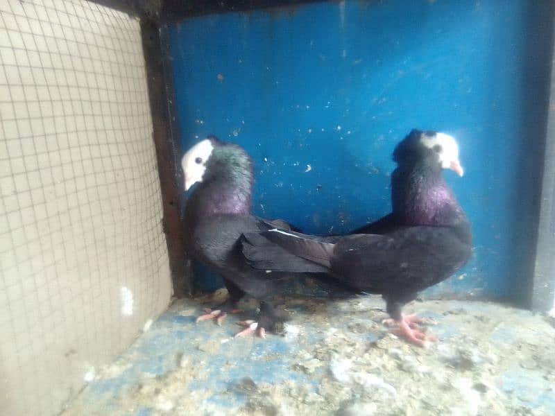 Mix pigeons satinet mukhi 0304-6522924 3