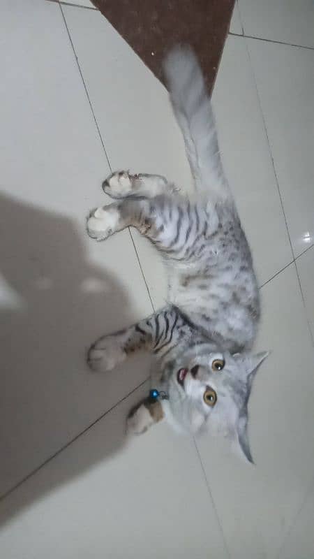 Cat for sale 2