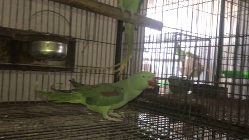 pahari fertile breeder pairs setup 0