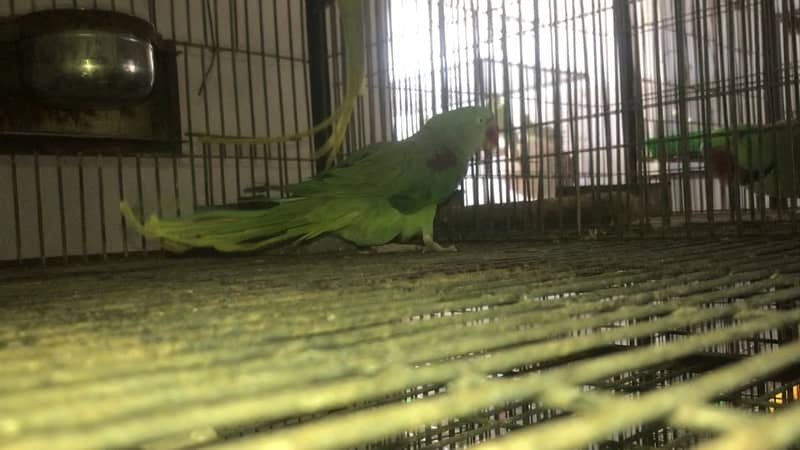 pahari fertile breeder pairs setup 2