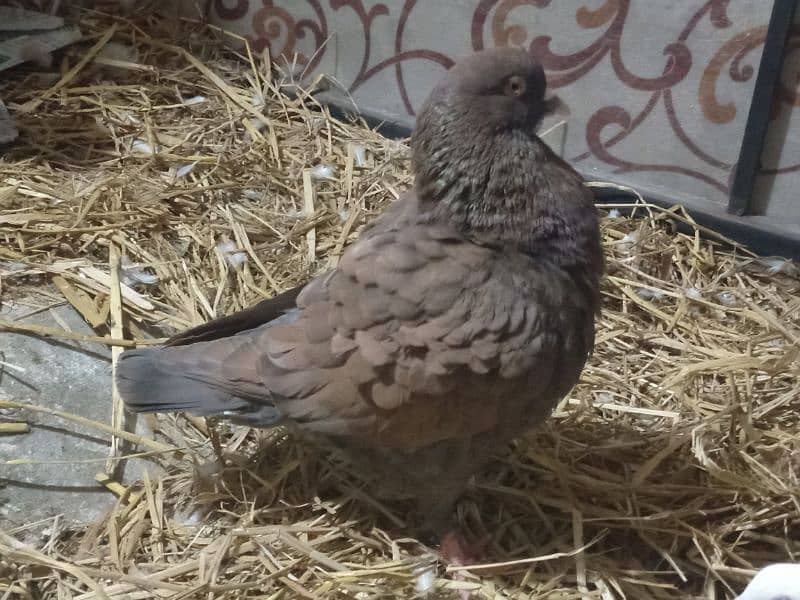 king pigeon 0