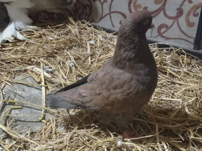 king pigeon 2