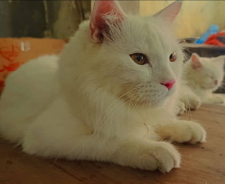 cat pair persian 1