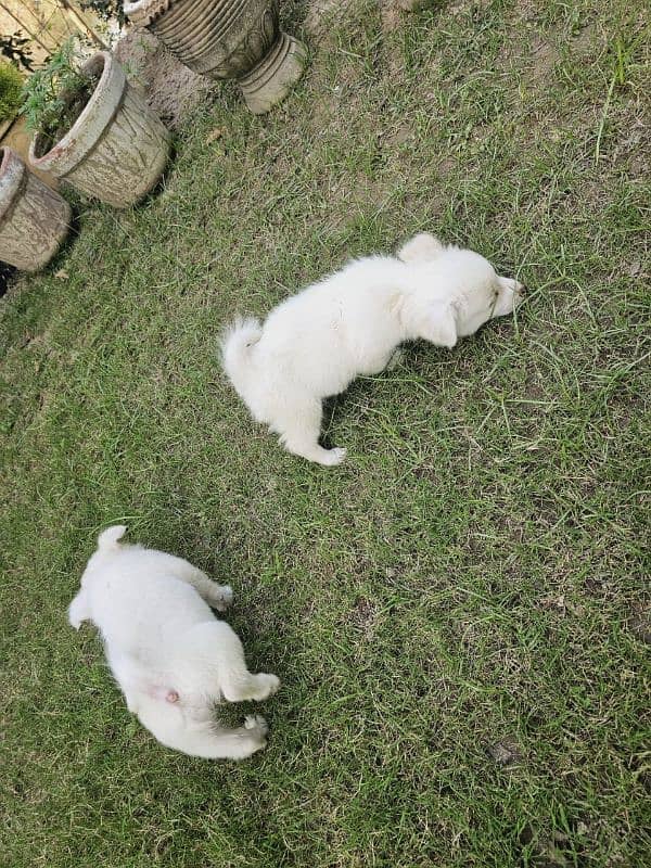 Maltese puppies 0